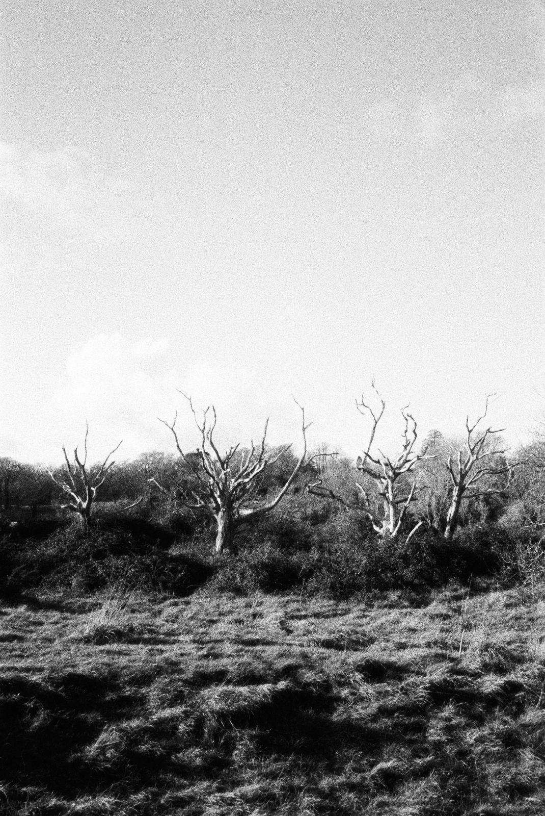 a black and white photo of trees in a field