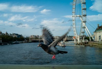 a bird flying over a body of water