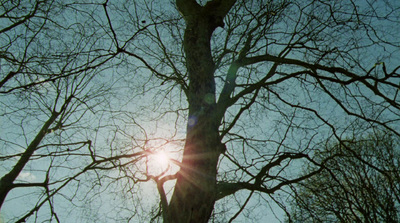 the sun shines through the branches of a tree