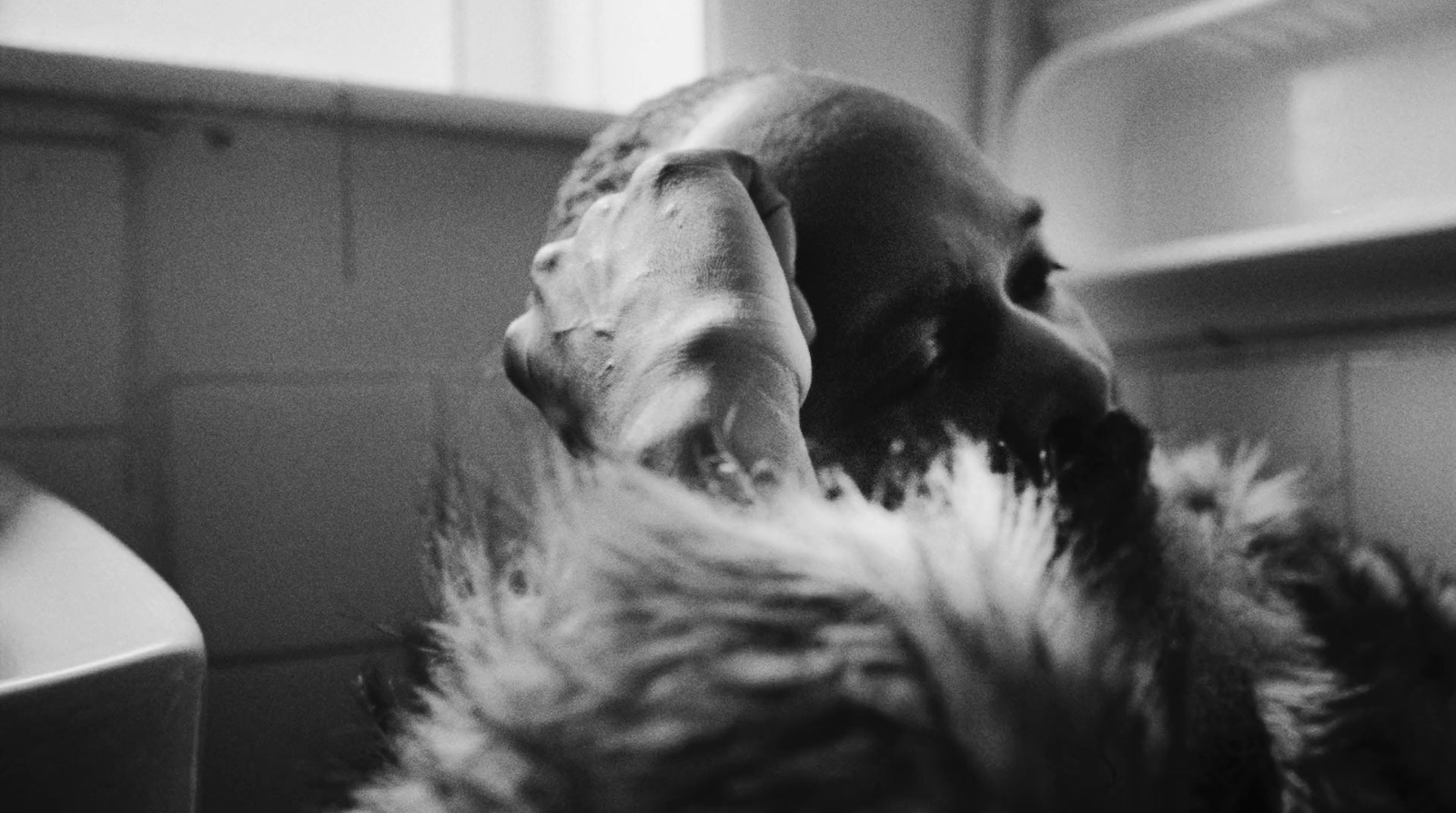 a black and white photo of a dog laying down