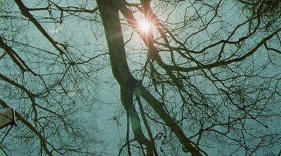 the sun shining through the branches of a tree