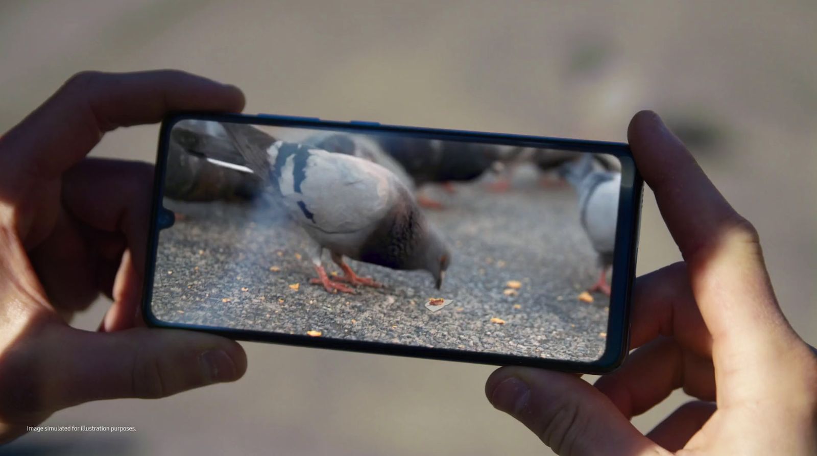 a person taking a picture of a group of birds