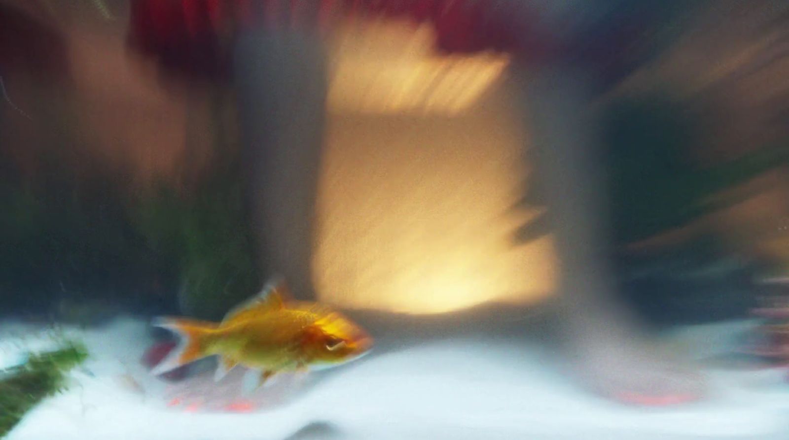 a blurry photo of a fish in an aquarium