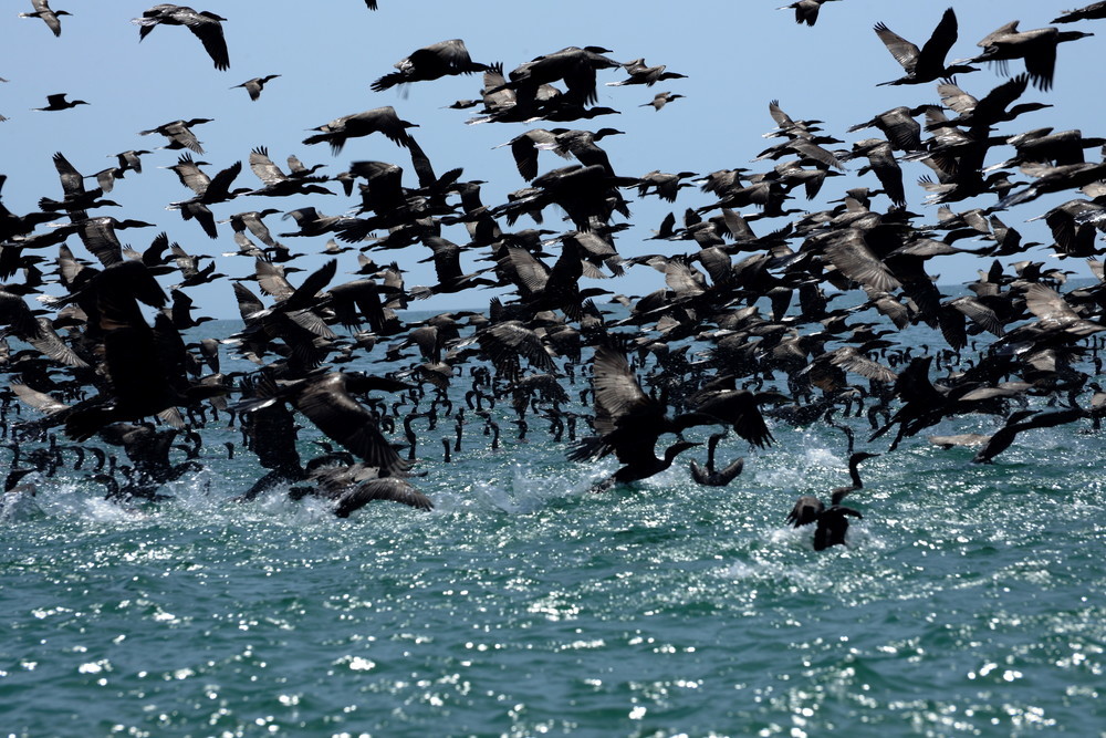 a flock of birds flying over a body of water