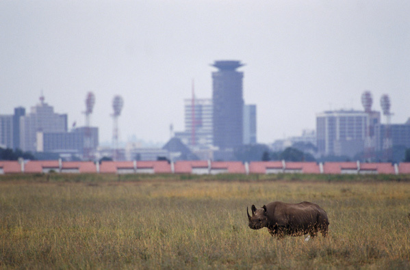 a rhino in a field with a city in the background