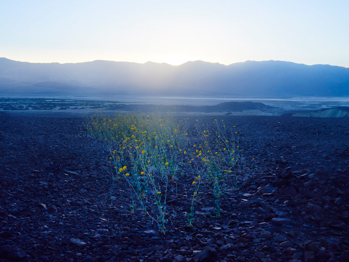 a field of wildflowers with mountains in the background