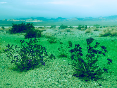 a couple of plants that are in the dirt