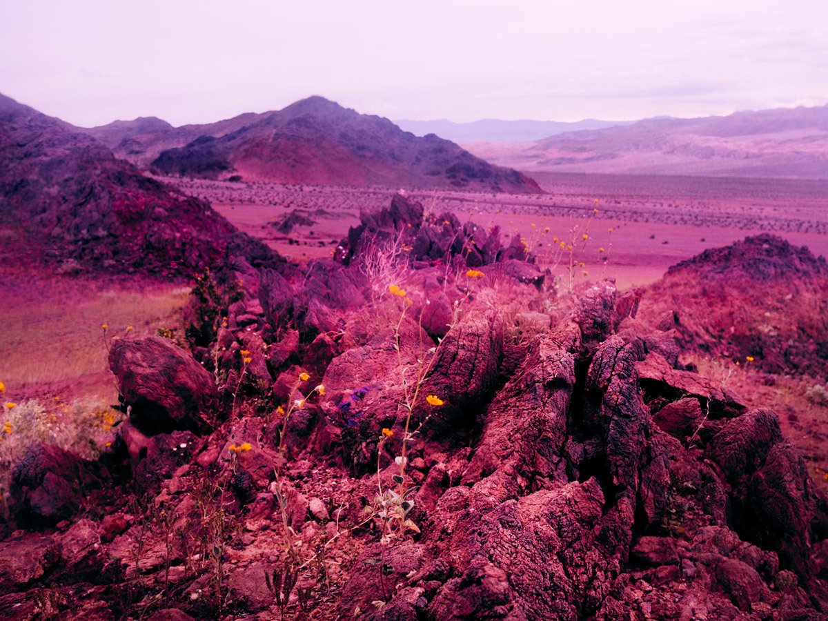 a desert landscape with rocks and flowers in the foreground