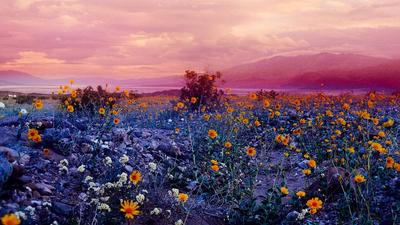 a field of wildflowers with mountains in the background