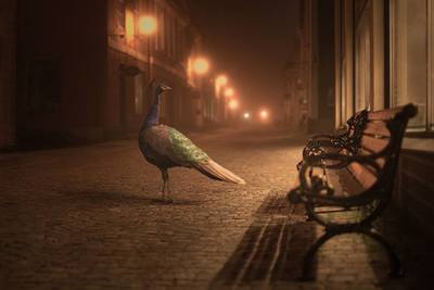 a peacock standing on a sidewalk next to a bench