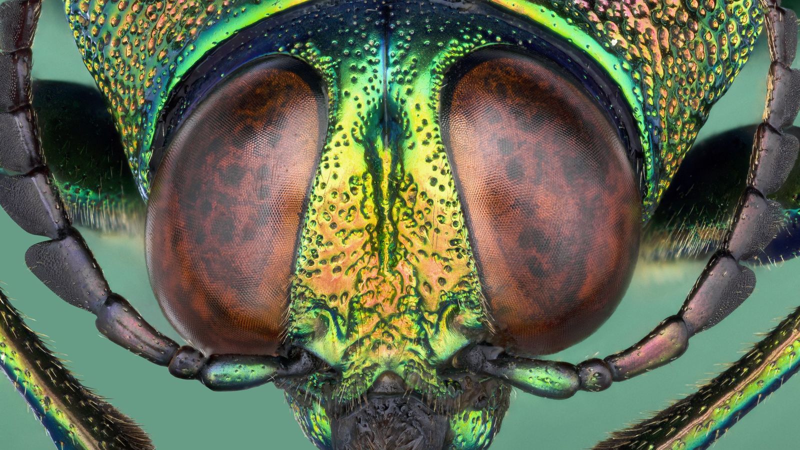 a close up of a green and yellow insect