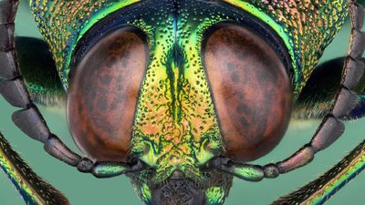 a close up of a green and yellow insect