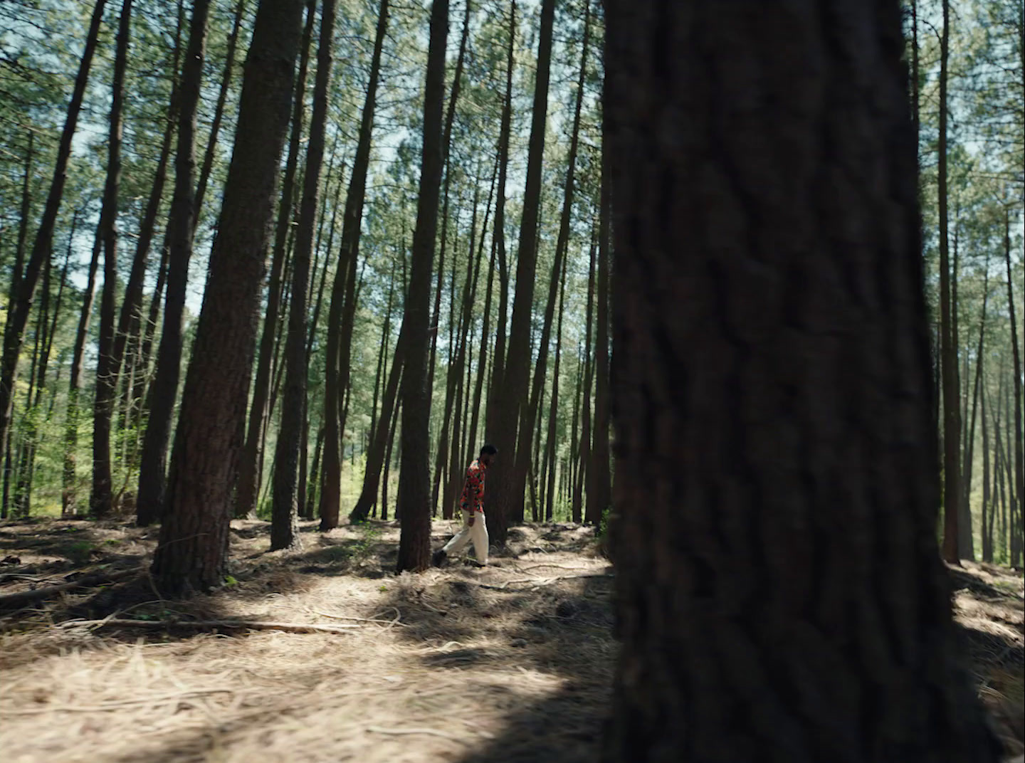 a person standing in the middle of a forest