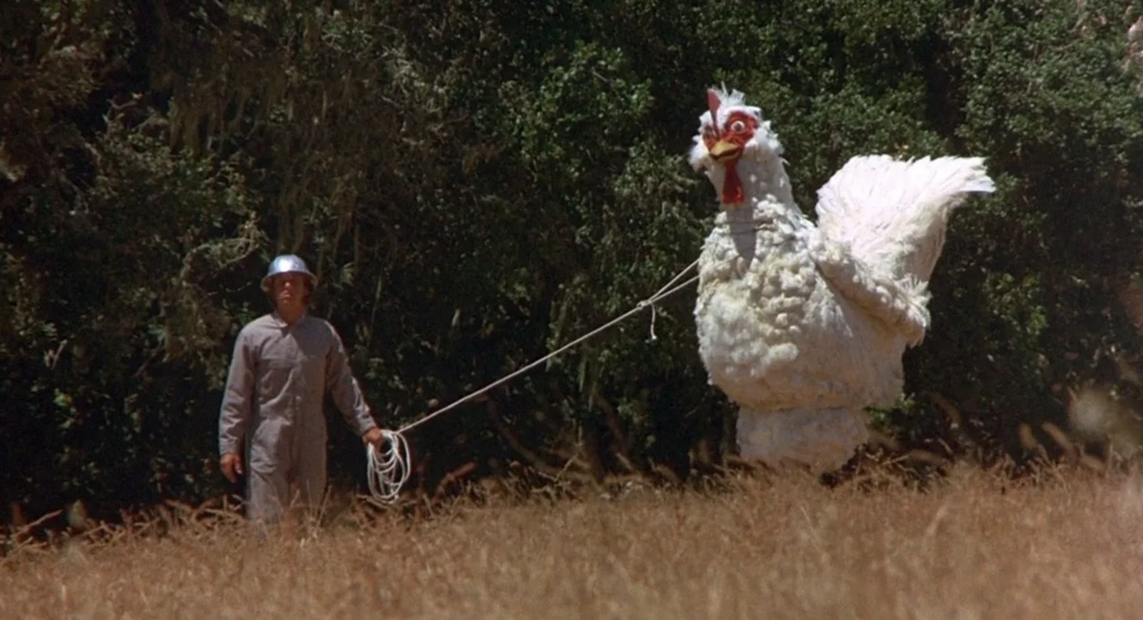 a man walking a large white chicken across a field