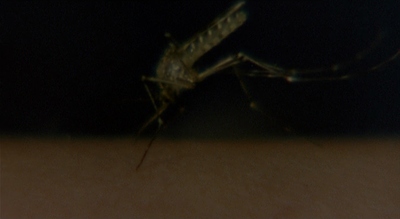 a close up of a mosquito on a wall