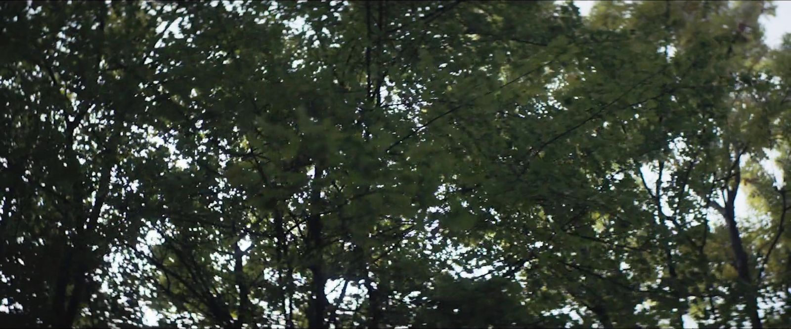 a view of the tops of trees from the ground