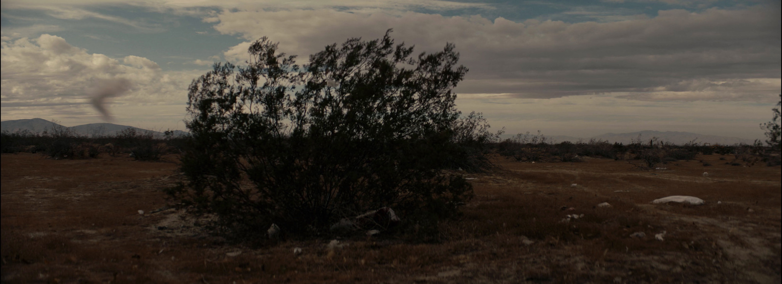 a tree in a field with mountains in the background