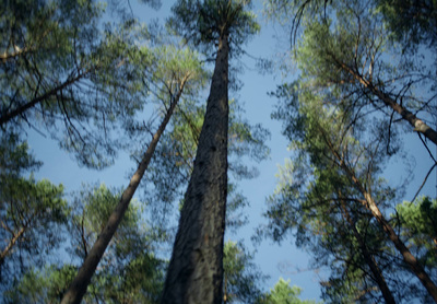 looking up at tall trees in a forest