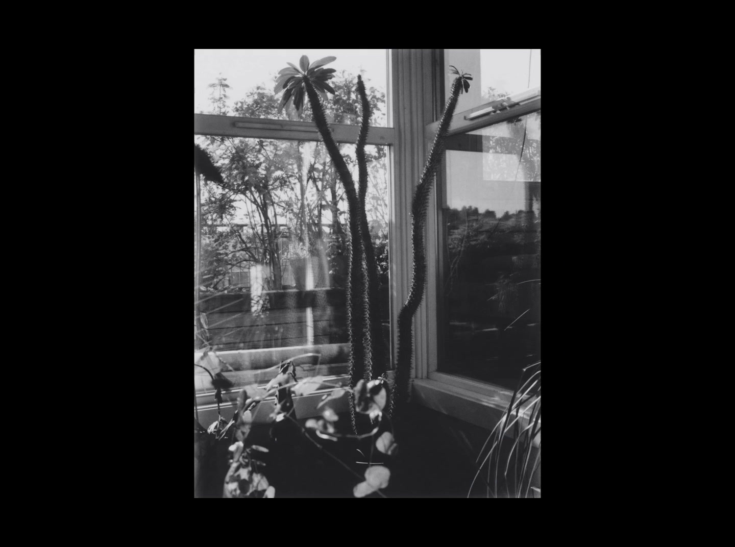 a black and white photo of a window with a plant in it