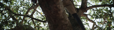 a man climbing up a tree with an umbrella