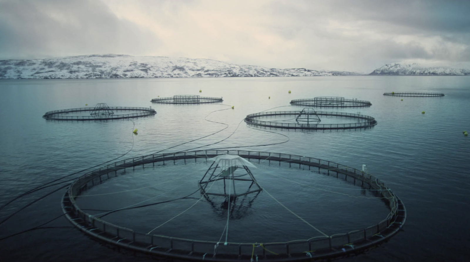 a group of fish cages floating on top of a large body of water