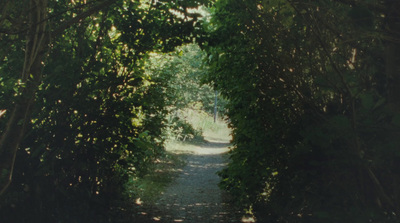 a narrow path is surrounded by trees and bushes