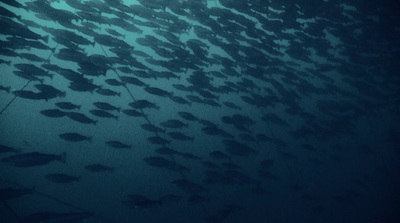 a large group of fish swimming in the ocean