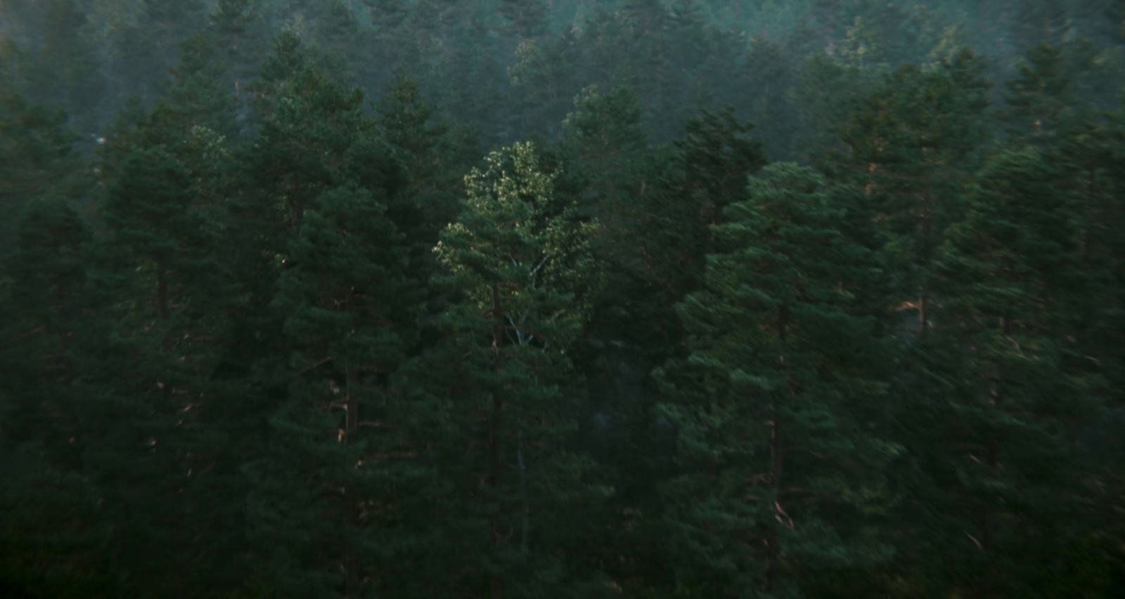 a forest filled with lots of tall green trees