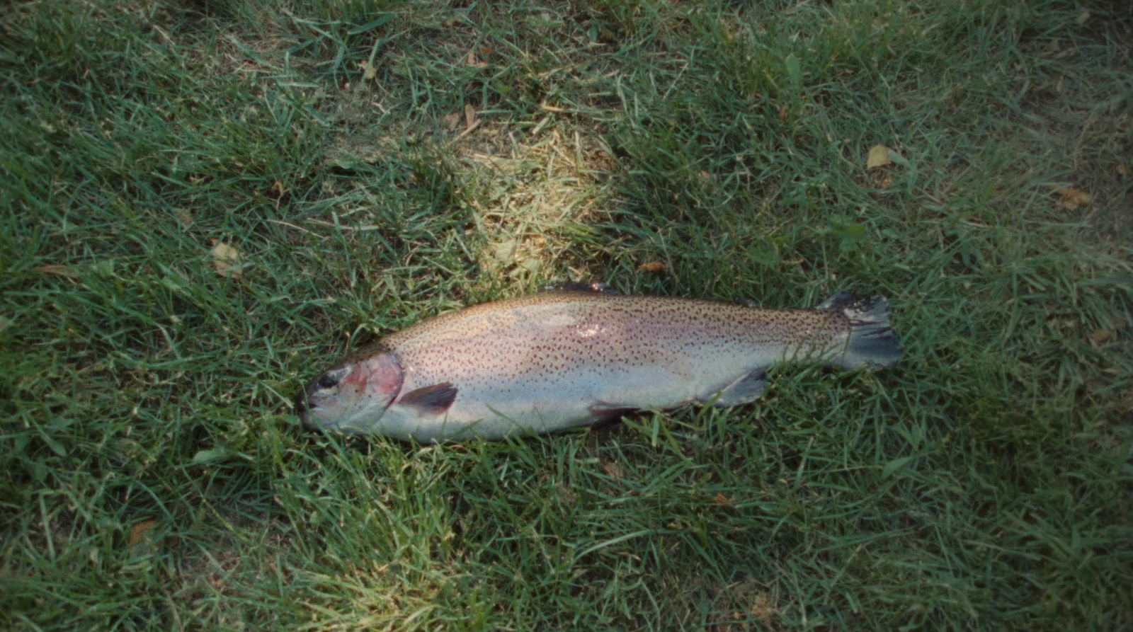 a dead fish laying on the ground in the grass