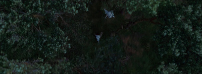 an aerial view of a person in the woods