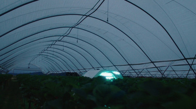 a green umbrella sitting in the middle of a field