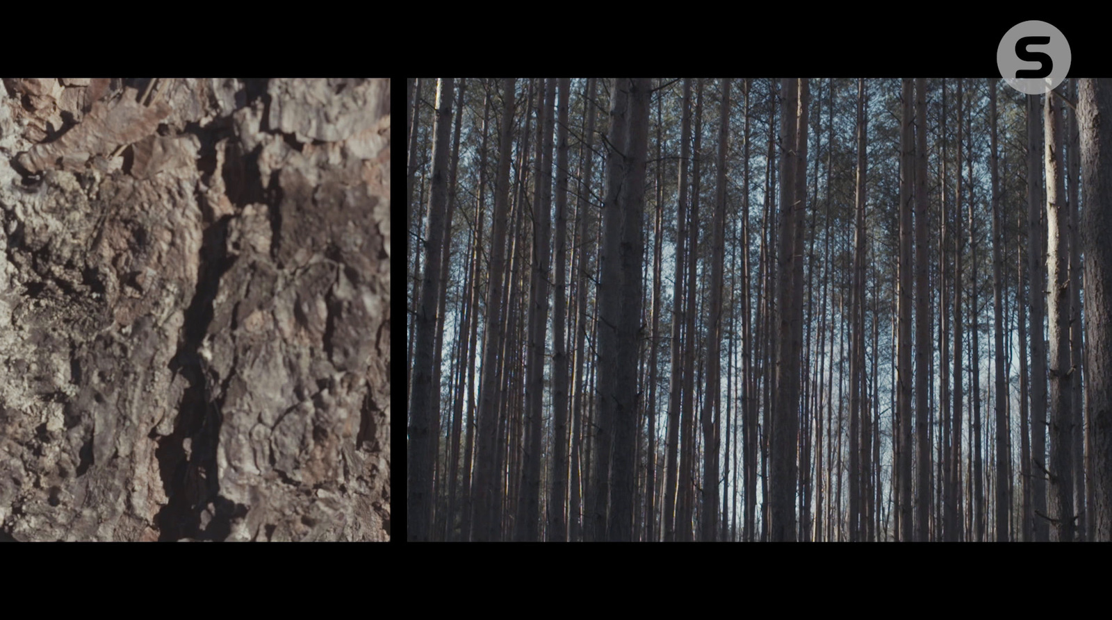 two pictures of a tree in the woods