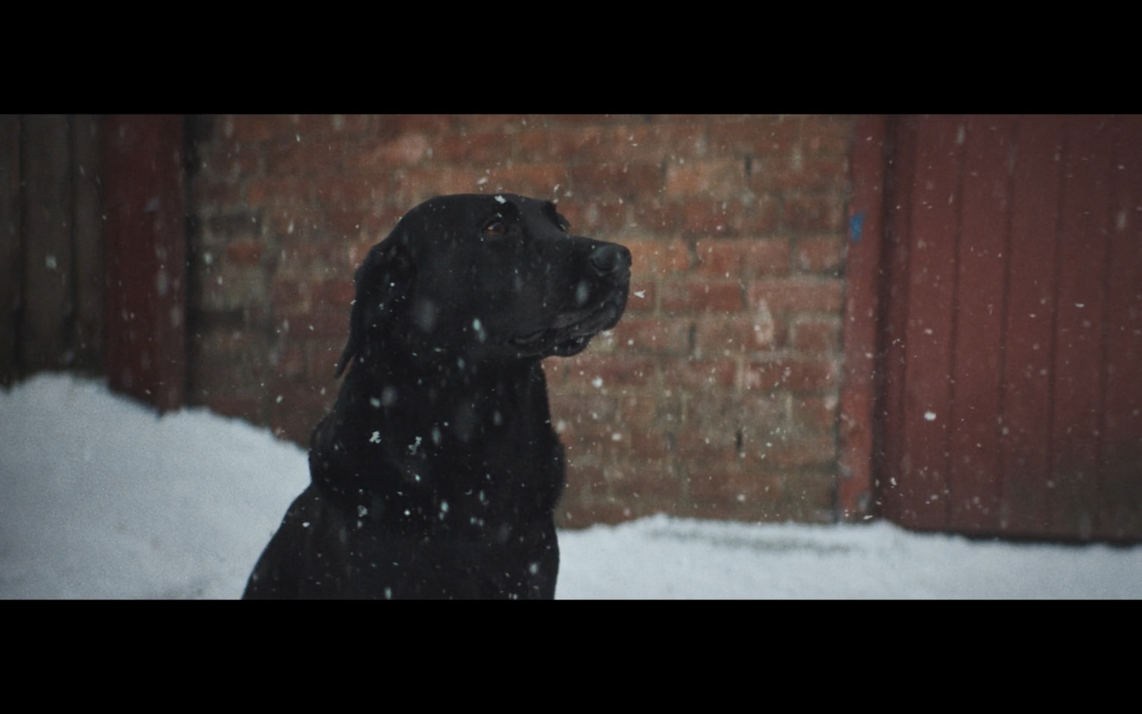 a black dog is sitting in the snow