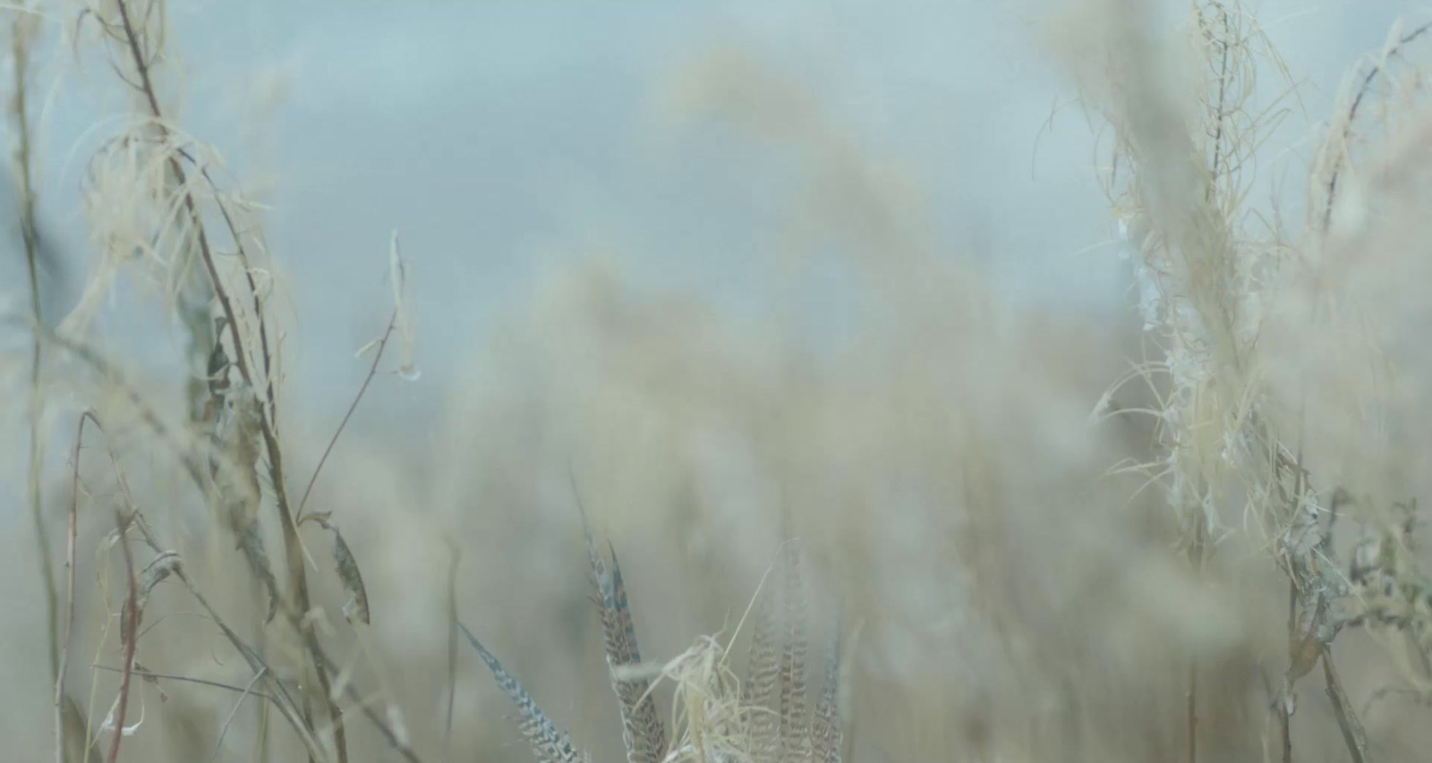 a blurry photo of a field of tall grass