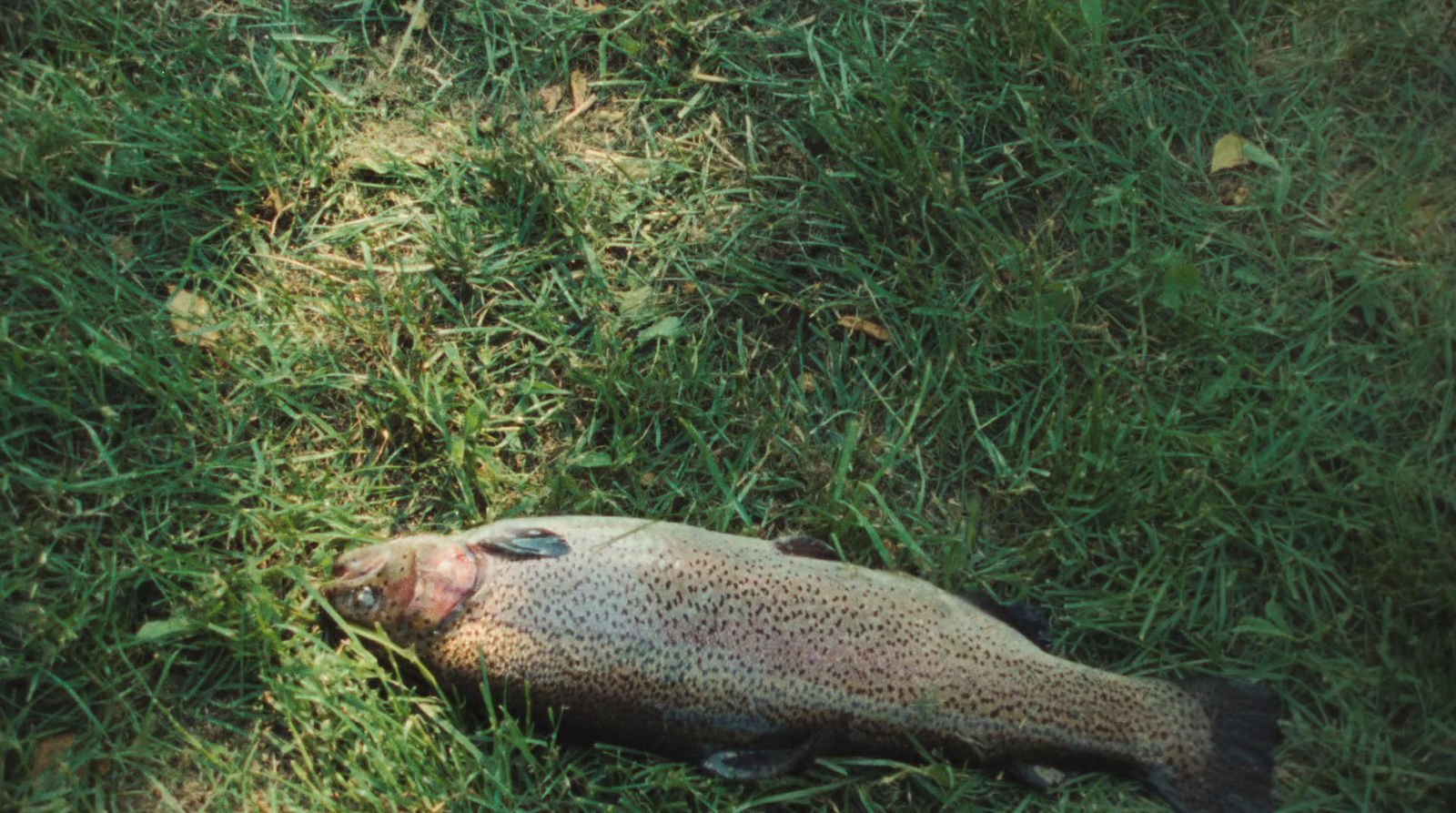 a dead fish laying on the ground in the grass