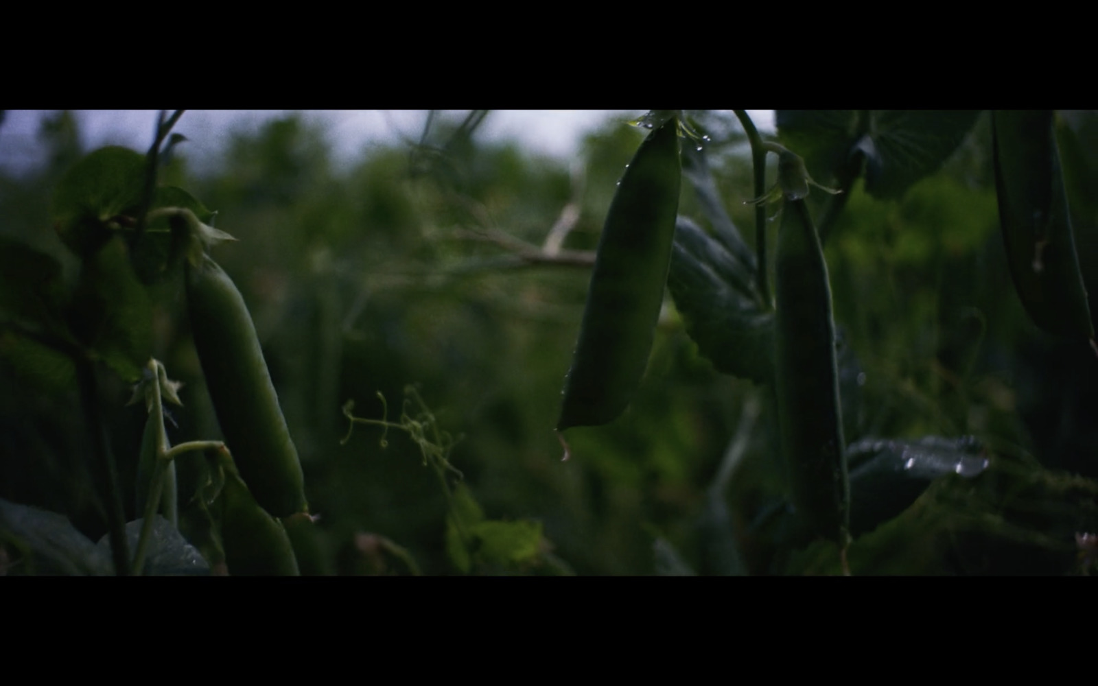 a bunch of green beans hanging from a tree