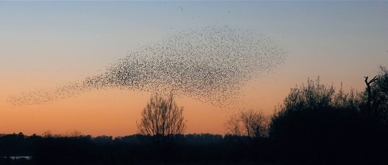 a flock of birds flying over a forest at sunset