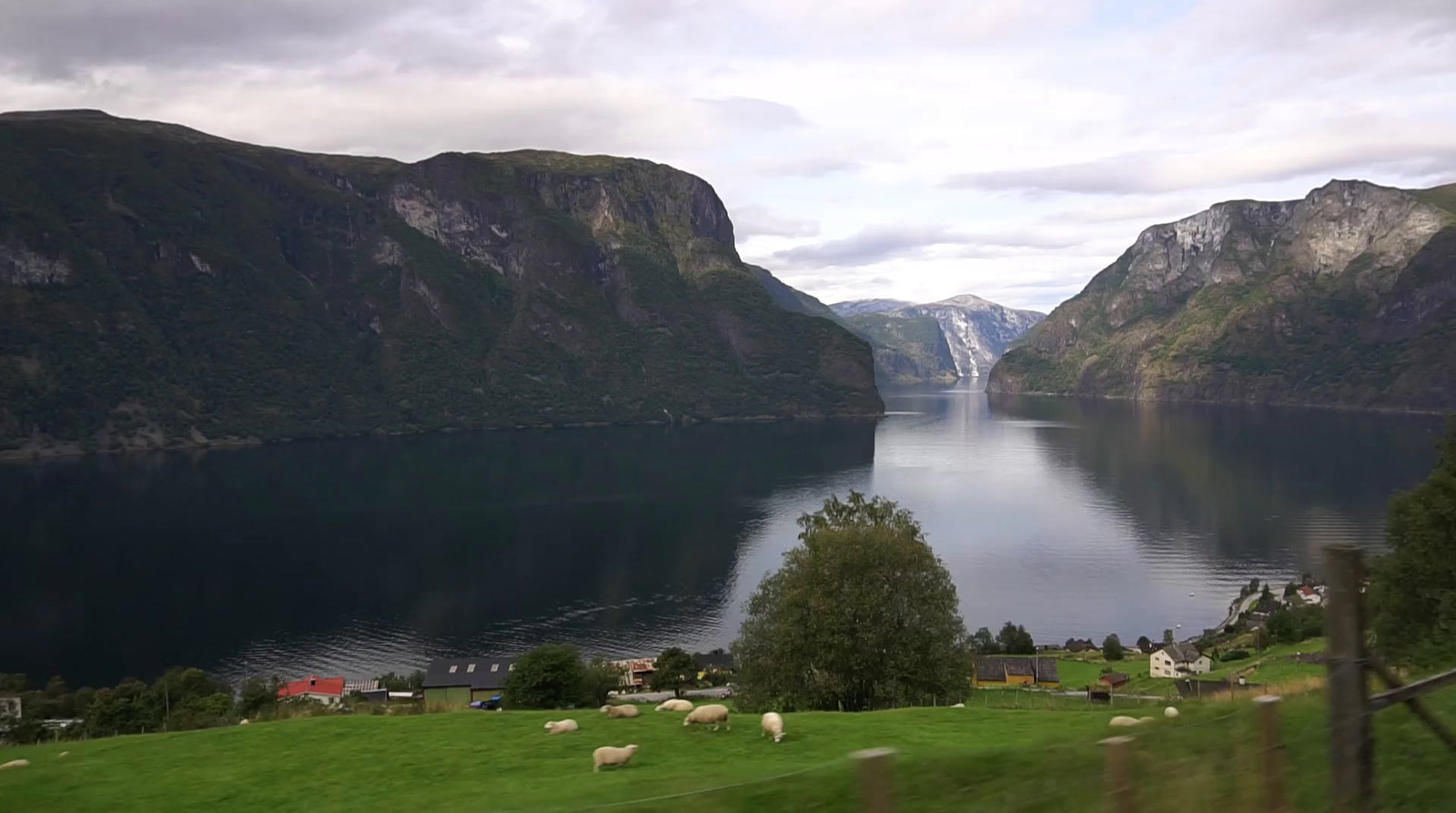 a view of a fjord and mountains with sheep grazing