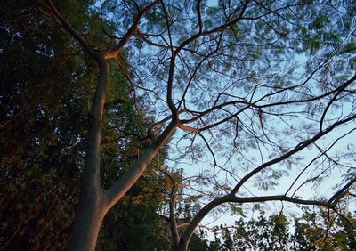 a group of trees that are next to each other