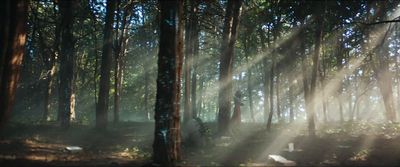 the sun shines through the trees in the forest