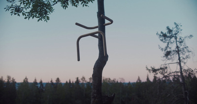 a tree that has a bent branch on it