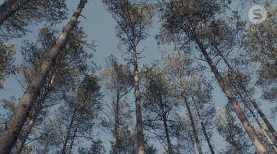 a group of tall trees standing next to each other