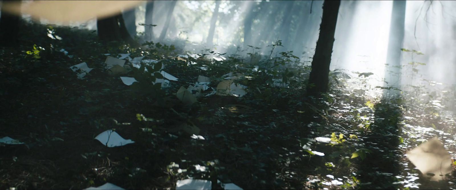 a forest filled with lots of leaf covered trees