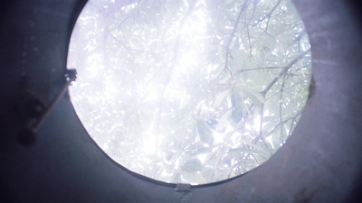 a view of a tree through a round window