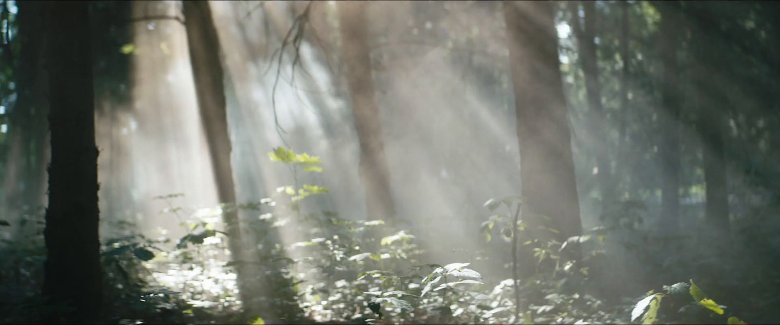 sunlight shining through the trees in a forest