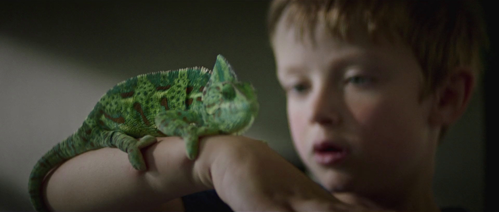 a young boy holding a small green chamelon