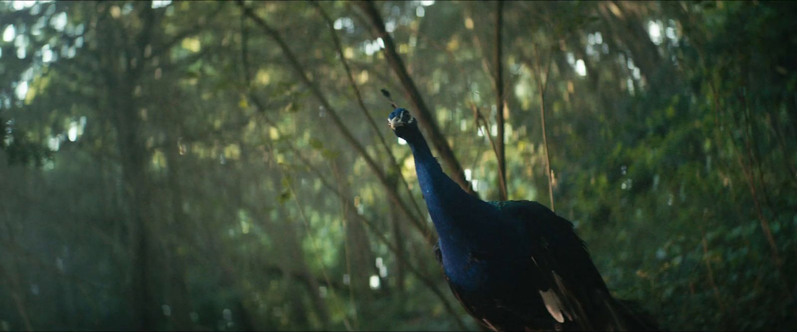 a peacock standing in the middle of a forest