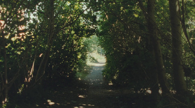 a path in the middle of a forest lined with trees