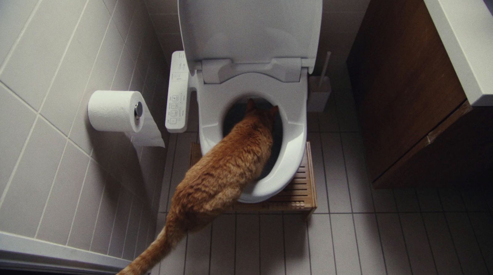 a cat standing on a toilet seat in a bathroom