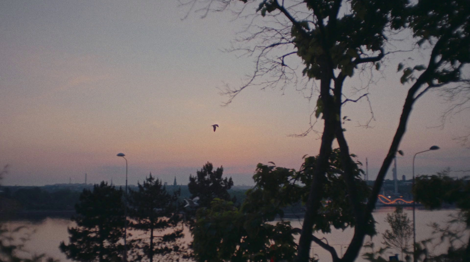 a bird flying over a body of water at sunset